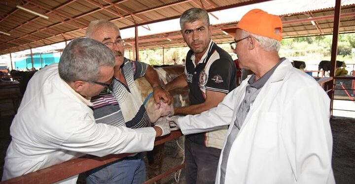 ALANYA BELEDİYESİ’NİN BELİRLEDİĞİ 4 NOKTADA KURBANLIK SATIŞI BAŞLADI