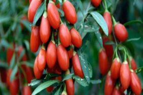 Goji berry'nin mucizevi faydaları