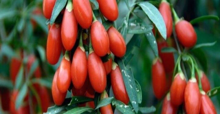 Goji berry’nin mucizevi faydaları