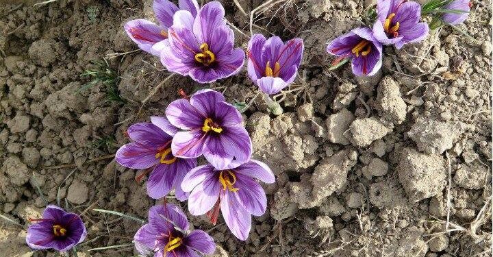 İlaç kraliçesi Safran çiçeğinin faydaları nelerdir?