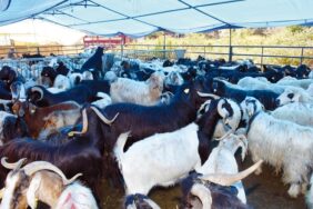 kurban_satis_yeri_kuruluyor