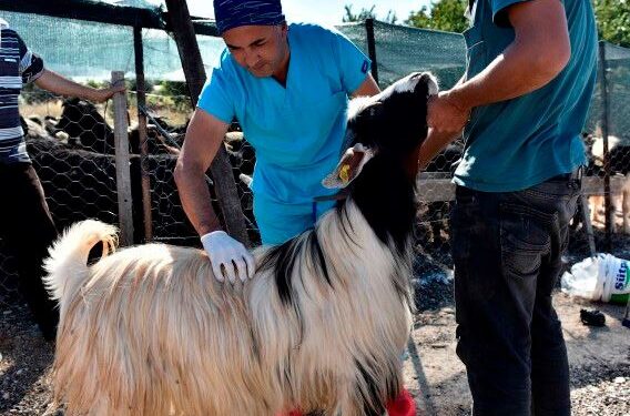 KURBANLIKLAR GELMEYE BAŞLADI