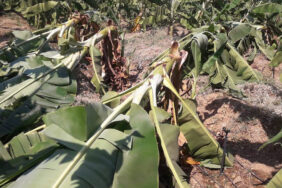 41395054_2036143789777765_3890275127815831552_n