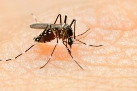 mahmutlar_i_kara_sinekler_basti_