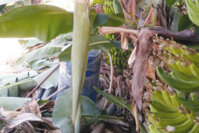 muz_hirsizlari_erken_basladi