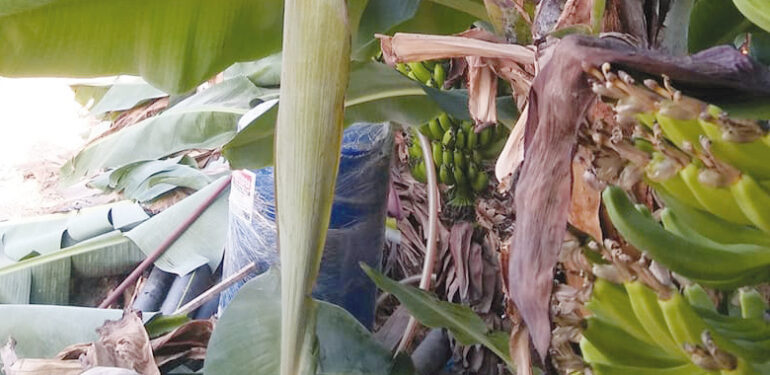 Muz hırsızları erken başladı