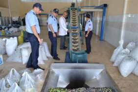 ALANYA BELEDİYESİ  ZABITA EKİPLERİ İLÇE GENELİNDEKİ  TÜM ZEYTİNYAĞI FABRİKALARINI DENETLEDİ.