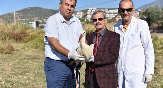 Yavru leylek tedavi edilerek doğaya bırakıldı