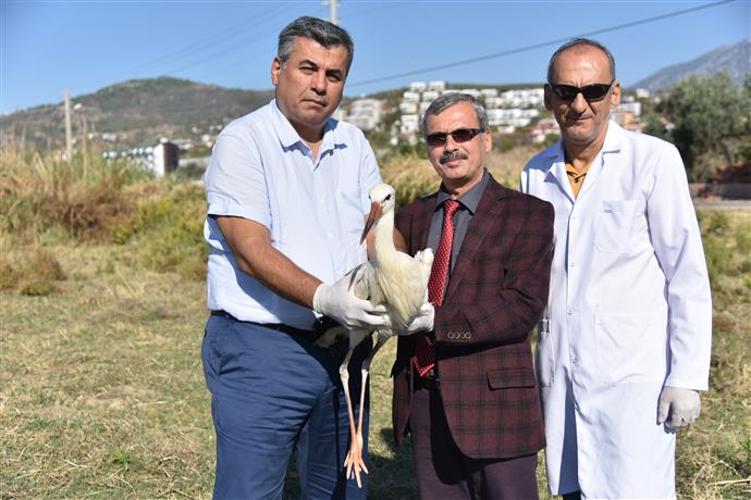 YAVRU LEYLEK TEDAVİ EDİLEREK DOĞAYA BIRAKILDI