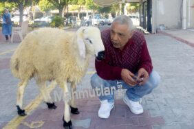 koyununu_kurban_etmedi_simdi_birlikte_geziyorlar