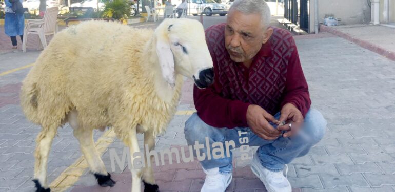 Koyun’unu kurban etmedi şimdi birlikte geziyorlar