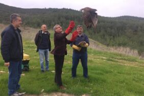 2 KIZIL ŞAHİN 2 AYLIK TEDAVİNİN ARDINDAN ÖZGÜRLÜĞÜNE KAVUŞTU