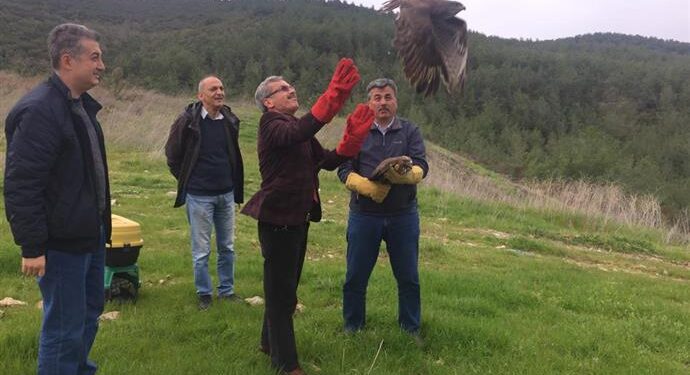 2 KIZIL ŞAHİN 2 AYLIK TEDAVİNİN ARDINDAN ÖZGÜRLÜĞÜNE KAVUŞTU