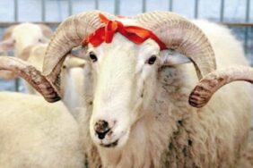 kurban-bayrami-2_16_9_1531461381