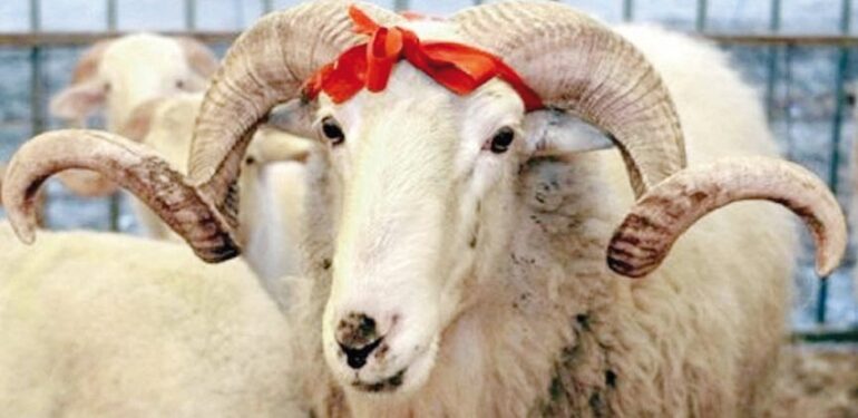 Vekalet Kurban 890 lira