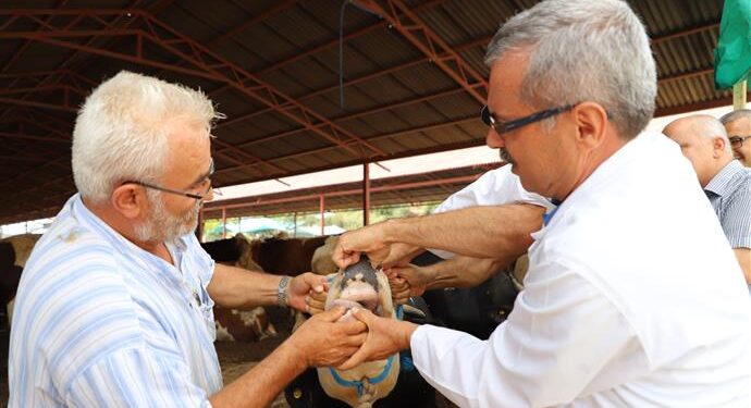 ALANYA BELEDİYESİ’NDEN KURBANLIKLARA DENETİM