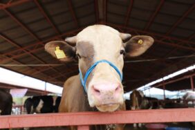 ALANYA BELEDİYESİ’NDEN ÜCRETSİZ KURBAN KESİM HİZMETİ