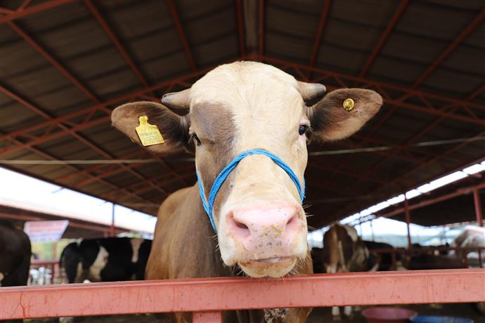 ALANYA BELEDİYESİ’NDEN ÜCRETSİZ KURBAN KESİM HİZMETİ