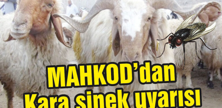 Karasinek’e dikkat!