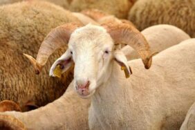 suleymanci_yurtlarina_kurban_kesim_yasagi_