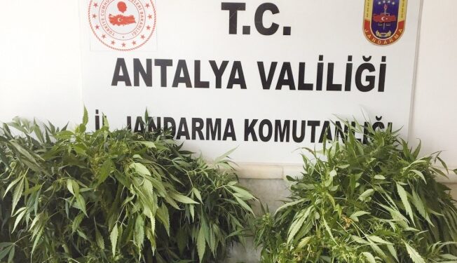 Mahmutlar’da kenevir yakalandı