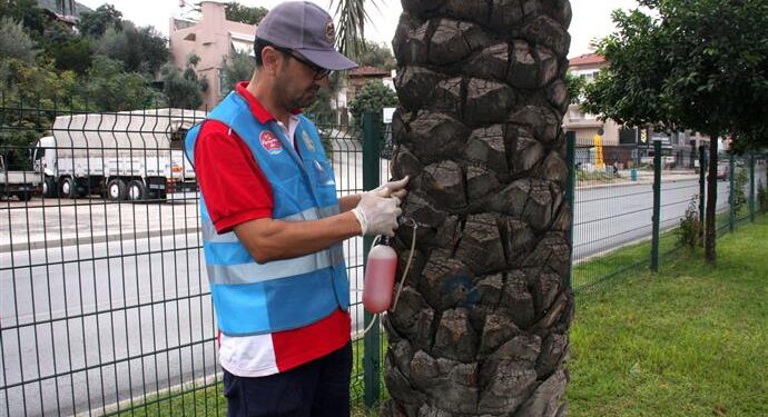 ALANYA BELEDİYESİ KIRMIZI PALMİYE BÖCEĞİYLE MÜCADELE ÇALIŞMASI BAŞLATTI