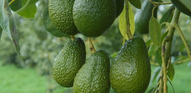 Coğrafi işaret tescili yapıldı