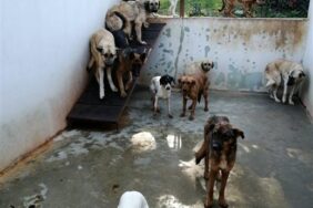 JANDARMANIN MERSİN’E GÖNDERDİĞİ SAHİPSİZ HAYVANLAR ALANYA BARINAĞINA GERİ GETİRİLDİ