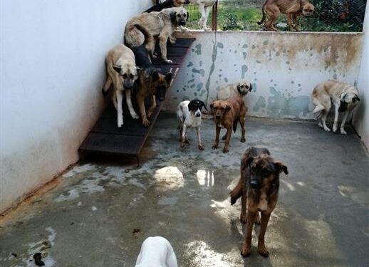 Sahipsiz hayvanlar Alanya Barınağına geri getirildi