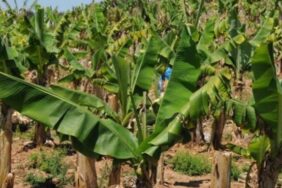 yaylalida_muz_hirsizlari_yakalandi_