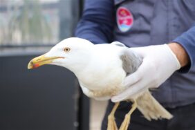 YARALI MARTI TEDAVİSİNİN ARDINDAN DOĞAYA BIRAKILDI