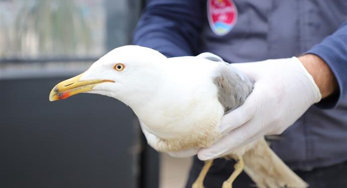 YARALI MARTI TEDAVİSİNİN ARDINDAN DOĞAYA BIRAKILDI