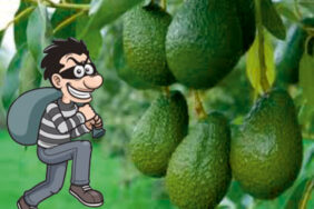 avokado_hirsizlari_yakayi_ele_verdi_