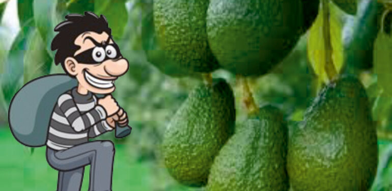 Kestel’de Avokado hırsızları yakayı ele verdi!