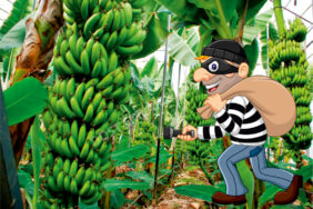 mahmutlar_da_muz_hirsizi_yakalandi_