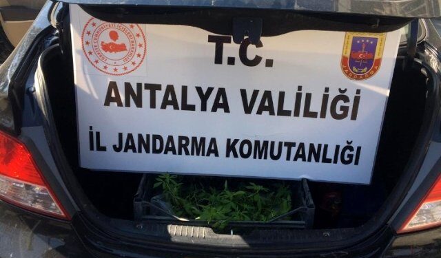 Demirtaş’ta durdulan araçta 154 kök hint keneviri çıktı
