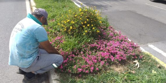 Çiçeklerin otu yolunuyor