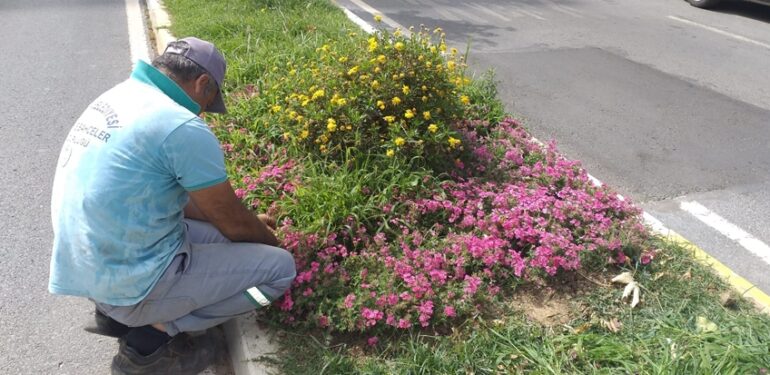 Çiçeklerin otu yolunuyor