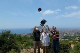 YARALI SANSAR VE İKİ KARGA YAVRUSU YENİDEN ÖZGÜR