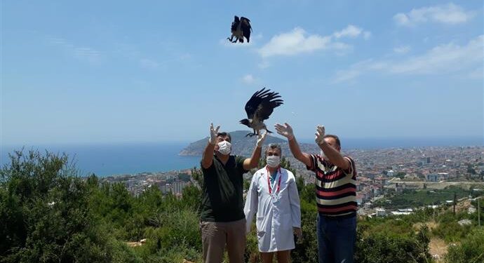 Yaralı sansar ve iki karga yavrusu yeniden özgür