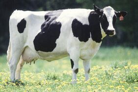 suluklu_yaylasinda_korkunc_olay_