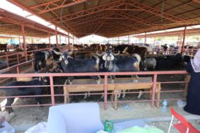 KURBAN KESİMİ İÇİN RANDEVU ALMA İŞLEMİ YARIN BAŞLIYOR