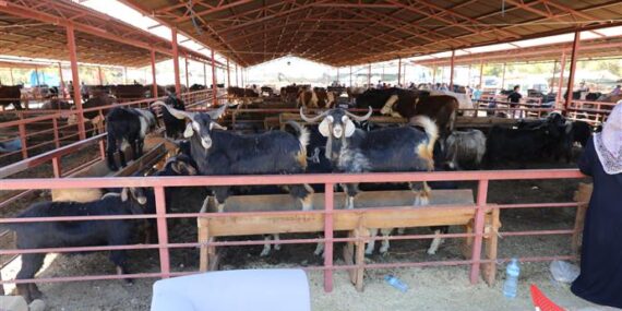 Kurban Kesim için randevu alma işlemi yarın başlıyor