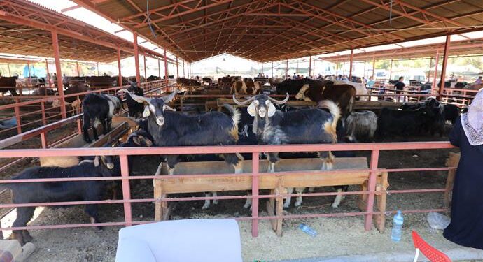 Kurban Kesim için randevu alma işlemi yarın başlıyor