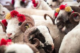 a8cNSaFPLU-Q5pV-tNN36Q