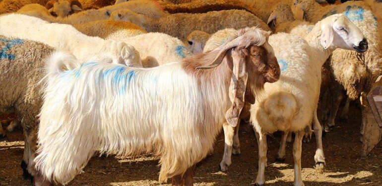 Kurban bayramı tedbirleri açıklandı..