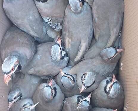 Keklikler doğaya salındı