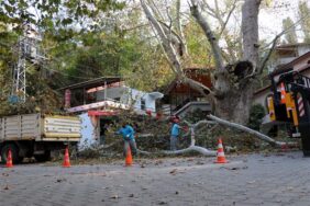 ALANYA AĞAÇLARI GÜVENLİ ELLERDE