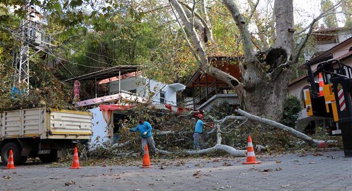 ALANYA AĞAÇLARI GÜVENLİ ELLERDE