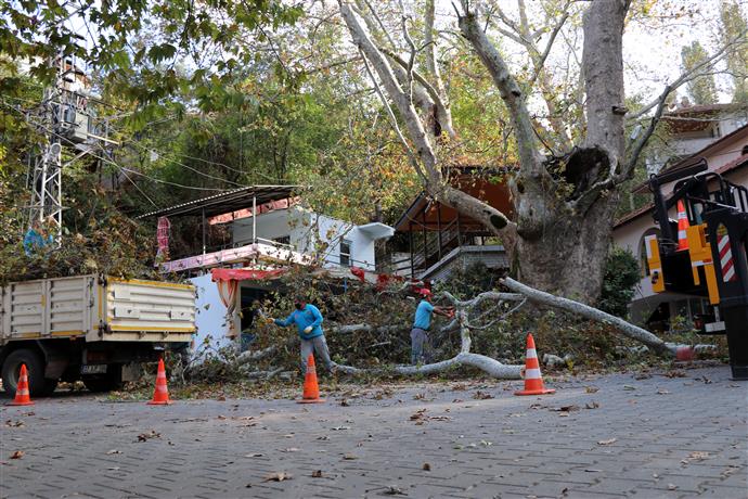 ALANYA AĞAÇLARI GÜVENLİ ELLERDE